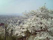 04/05 ���J���}���A���X������ɕ�܂�āB(���XN)