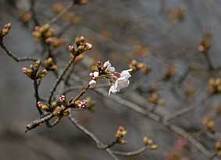 03/21 �\���C���V�m�J�ԁ@(�d��)