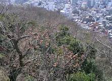 03/23 ���ɂ�������\���C���V�m�̂ڂ�