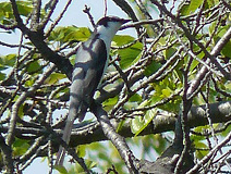 04/25 �߂��ɗ����T���V���E�N�C(����M)