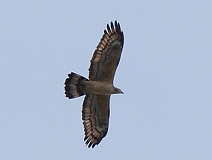 05/09 ���N���F�̃n�`�N�}Ad��