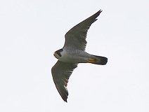 05/09 �v���Ԃ�ɋ߂����ԃn���u�TAd