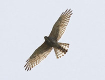 05/15 �t���Ō���T�V�oimm