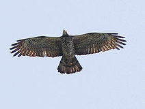 05/16 �n�`�N�}Ad���@���Ƃ̈Ⴂ���F���[��