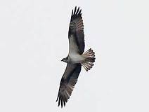 03/28 ���̔ǁA����A���񕗐؂̐�[�ɒ��ځB