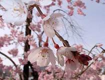 03/30 �W�]��̃\���C���V�m������ɊJ�Ԑi��