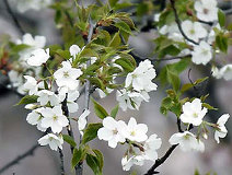 04/09 �I�I�V�}�U�N���@�W�]�䂩��1�{�ώ@�ł���