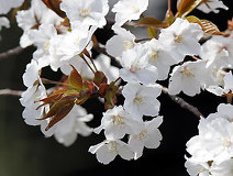 04/10 �I�I���}�U�N���@�Ǝv����