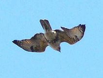 03/23 �m�X���@�@�@�@�@�@�@Photo:M Nagase