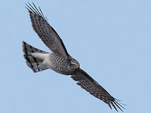 04/01 �n�C�^�J�@�@�@�@�@�@�@Photo:Naganawa