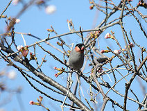 04/04 �T�N�����Q��H�ׂ�E�\ �@Photo:douke