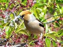 04/17 �T�N���̎���H�ׂ�V���@�@Photo:M.Nagase