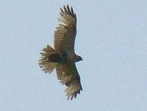 05/04 ���H���̃m�X���@�@�@Photo:M.Nagase