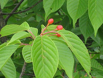 05/22 ���}�U�N���̃T�N�����{�@N Komori