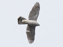 03/26 ���񕗐؂Ɍ���������I�I�^�JAd�B�̎��ʂɗ��p���Ăق����B