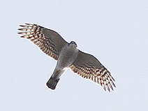 03/27 �n�C�^�JAd