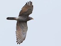 04/01 �T�V�oAd�@Naganawa