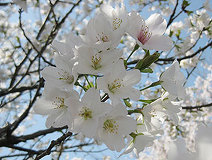 04/12 �\���C���V�m�H�H�@N.Komori