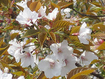 04/19 ���}�U�N���@N Komori<br>