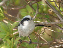 03/16 �H�����^�ԃG�i�K(����M)