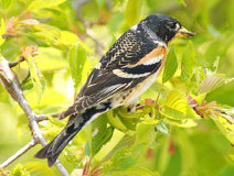 04/13 �A�g���� (����M)