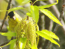 04/14 �A�x�}�L�̉Ԃō̉a����}�q����