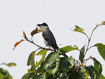 04/27 �T���V���E�N�C�@�i���Ɓj