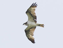 04/29 �n�t�̃~�T�S�̎��ʉ\��