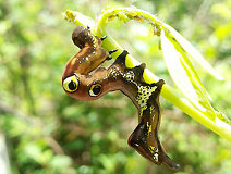 05/05 �A�P�r�R�m�n�̗c��