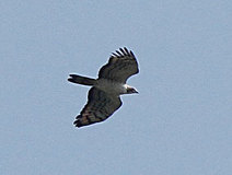 05/06 �悤�₭�o�ዾ������ʉ߂����n�`�N�}