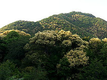 05/13 �c�u���W�C���J�̋��؎R