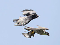 05/21 �n���u�T�̊l����_���J���X(����)