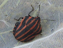 05/22 �A�J�X�W�J�����V(����M)