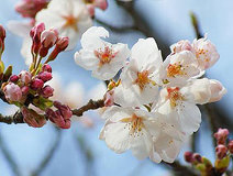 03/25 �����R�̃T�N���J�Ԓ�(����M)