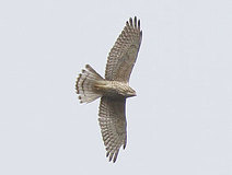 03/31 �T�V�oimm