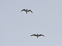 04/04 �k�シ��Z�O���J����(����)