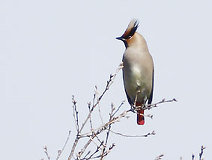 03/24 �T�N���Ƀq�����W���N