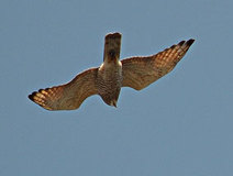 03/31 �T�V�oAd�@(�哹��)