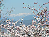 03/31 �\���C���V�m(�哹��)