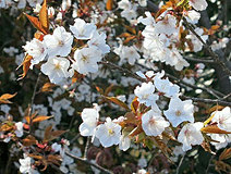 04/09 ���}�U�N���@(���XN)