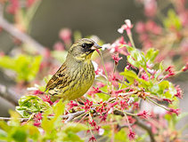 04/13 �T�N���ɂƂ܂�A�I�W