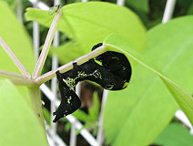 04/28 �A�P�r�R�m�n�̗c���@(���XN)