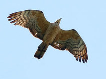 05/10 �n�`�N�}Ad(�哹��)