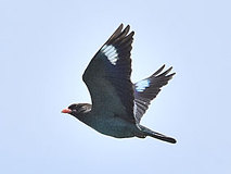 05/12 �u�b�|�E�\�E(����)