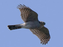 03/08 �n�C�^�J���i���Áj