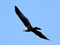 04/04 �`���E�q(���Y)