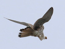 03/12 ����߂炦���`���E�Q���{�E(�哹��)