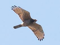 03/24 �T�V�oAd���F(����)