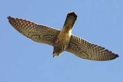 09/27 ���������l�C�҃`���E�Q���{�E