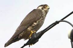 09/27 �l�ɂ͋����̂Ȃ����؂��̃n���u�T��